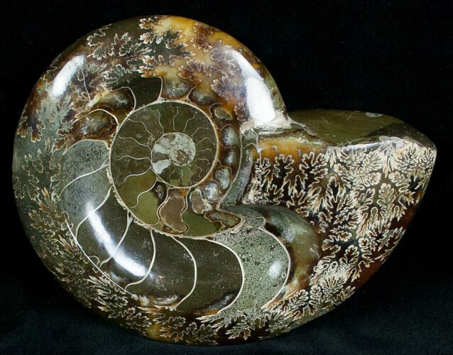 Wide Polished Ammonite Dish #7023